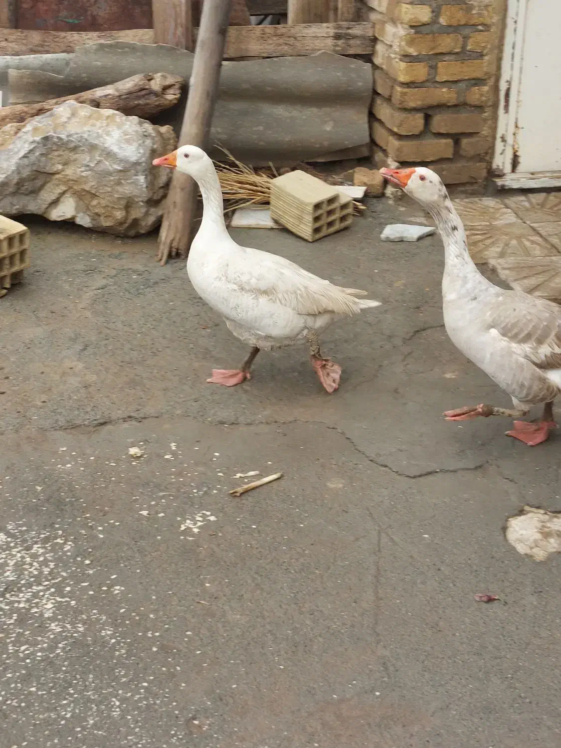 غاز|حیوانات مزرعه|کرمانشاه, |دیوار