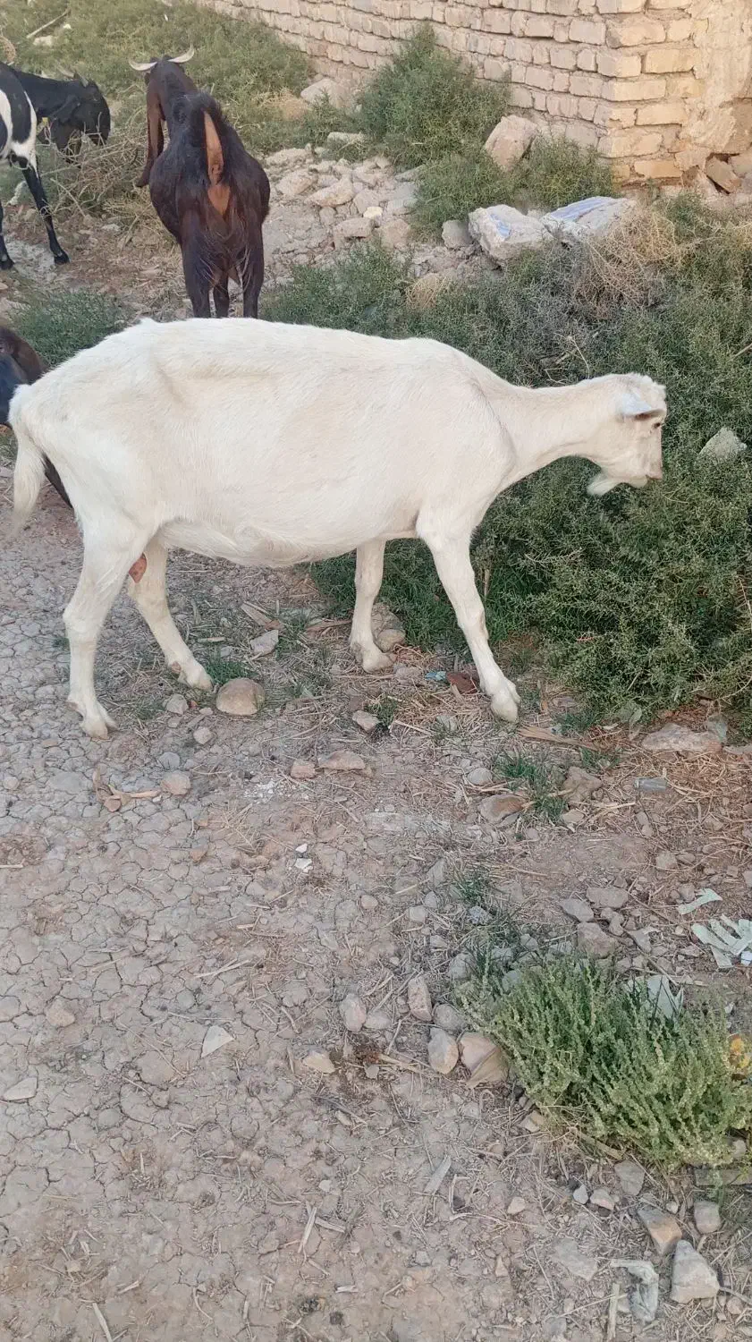 بز سانن|حیوانات مزرعه|رحمتآباد, |دیوار