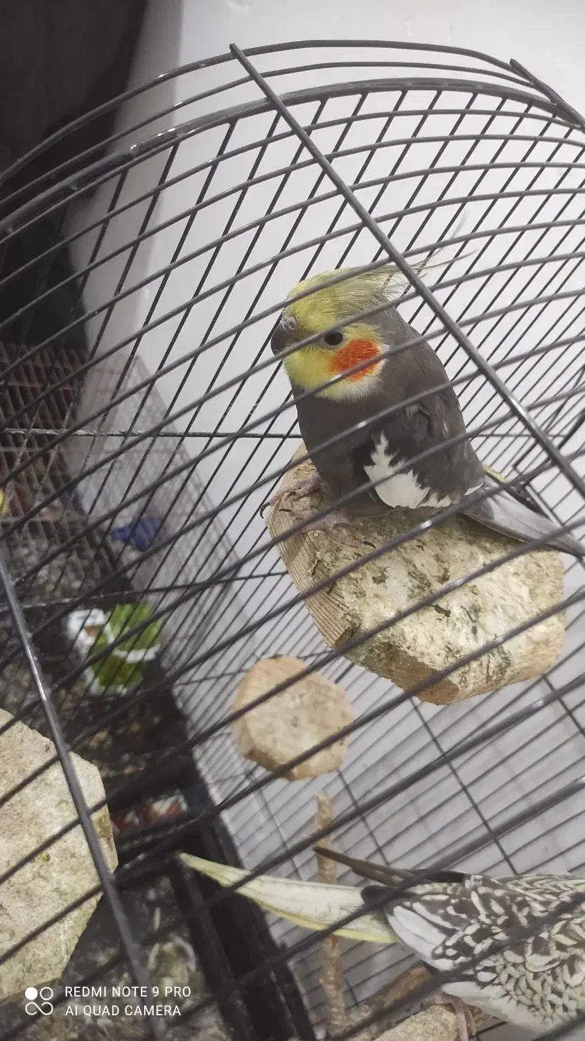 عروس هلندی بالغ|پرنده|نکا, |دیوار