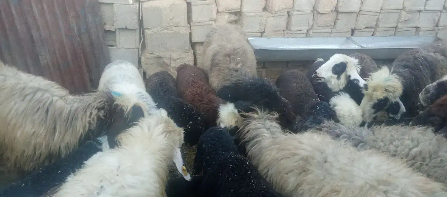 میش|حیوانات مزرعه|طسوج, |دیوار