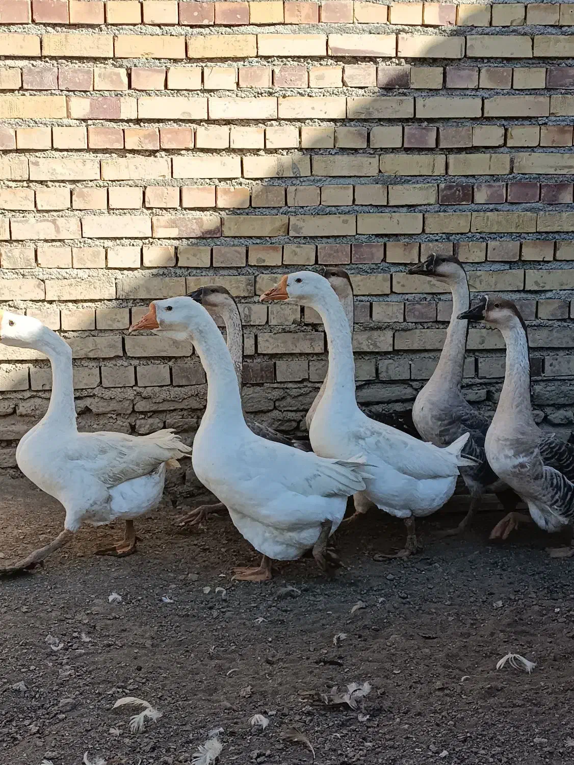 غاز|حیوانات مزرعه|گنبد کاووس, |دیوار