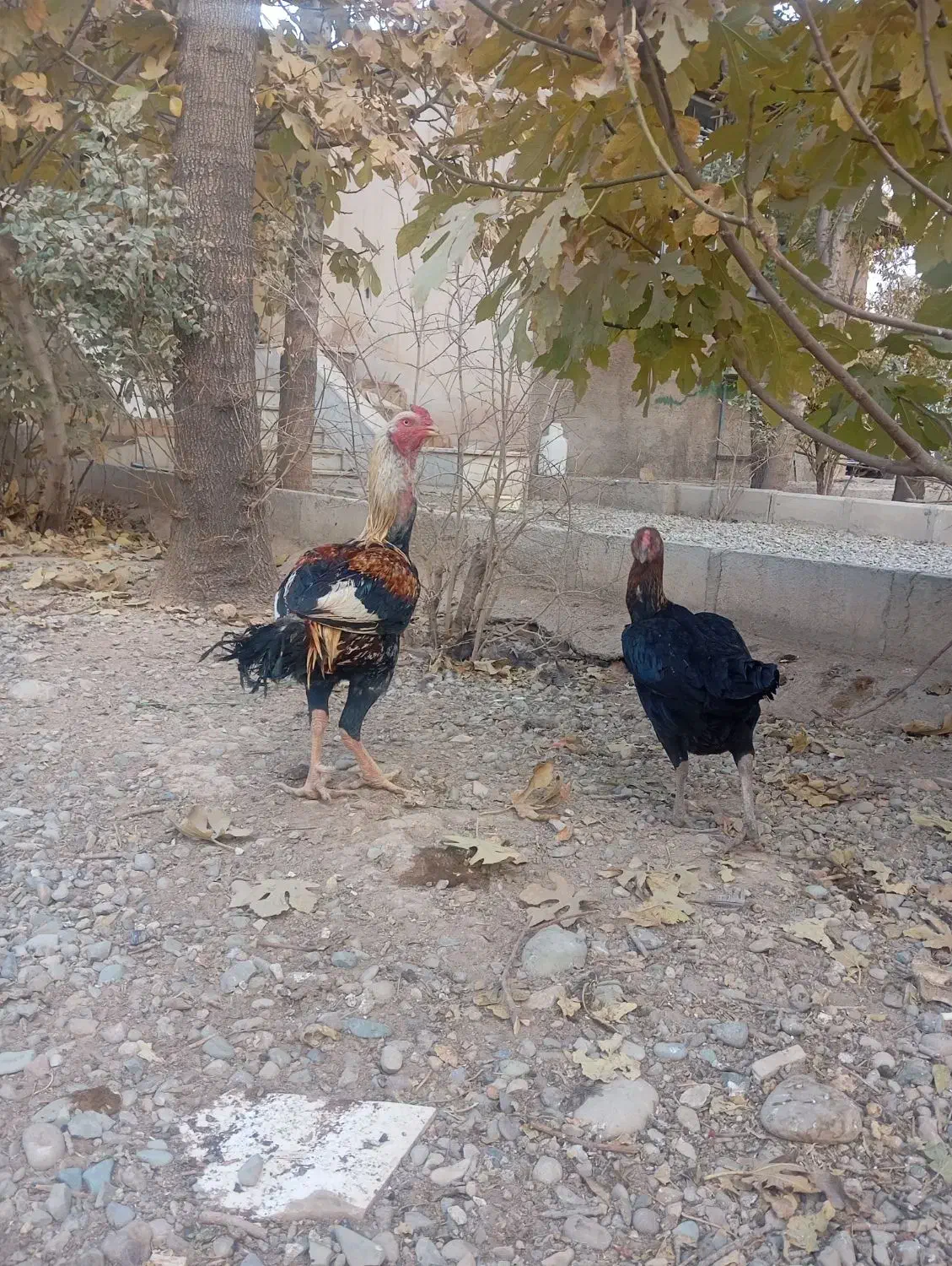 خروس و مرغ لاری|حیوانات مزرعه|پیشوا, |دیوار