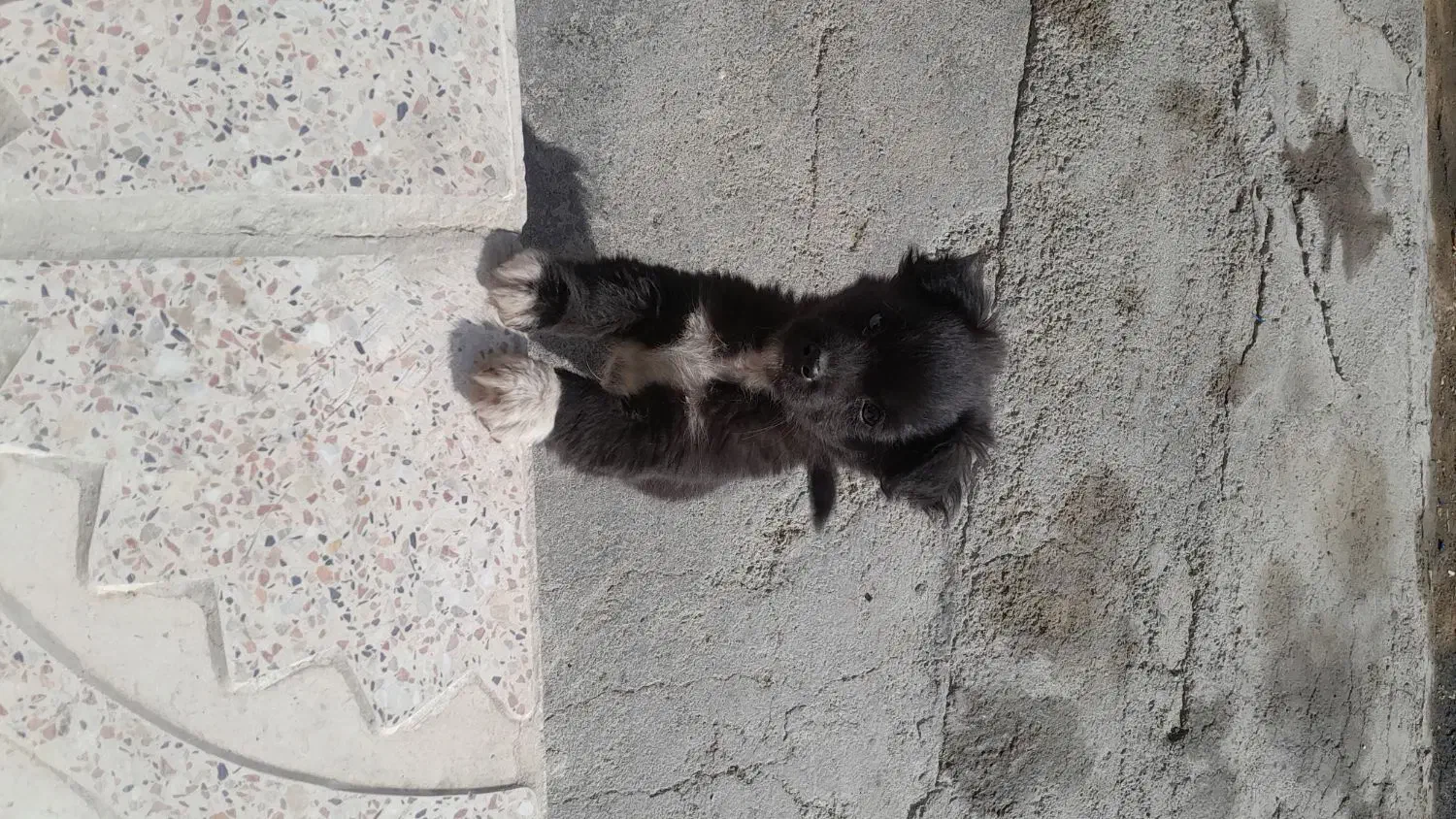 سک پاکوتاه اپارتمانی حرف گوش کن|سگ|کنگاور, |دیوار