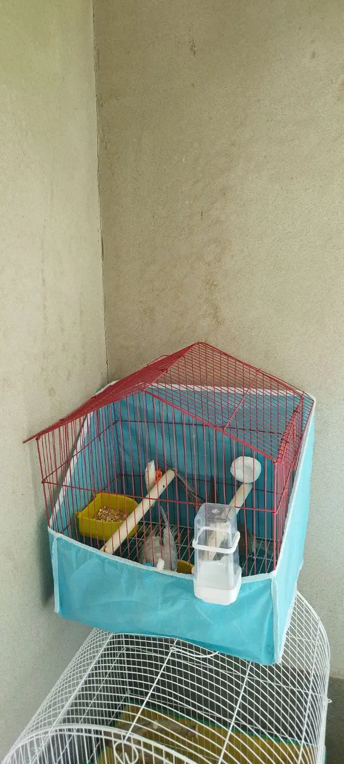 قفس پرنده ۱۰۳۴ و قفس کلبه ای کوچک|لوازم جانبی حیوانات|خوانسار, |دیوار