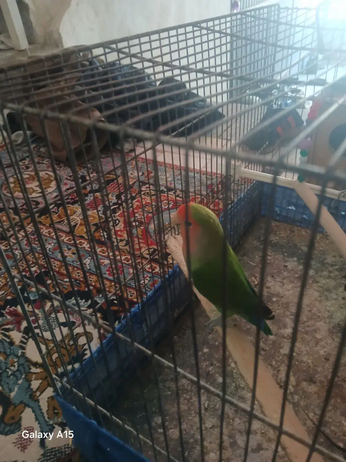 یک عدد کوتوله|حیوانات|قم, سید معصوم|دیوار