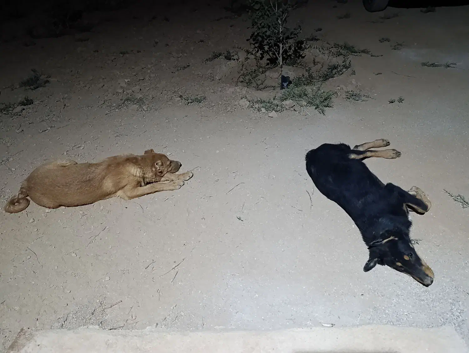 واگذاری سگ|سگ|شاهین‌شهر, گرگاب|دیوار