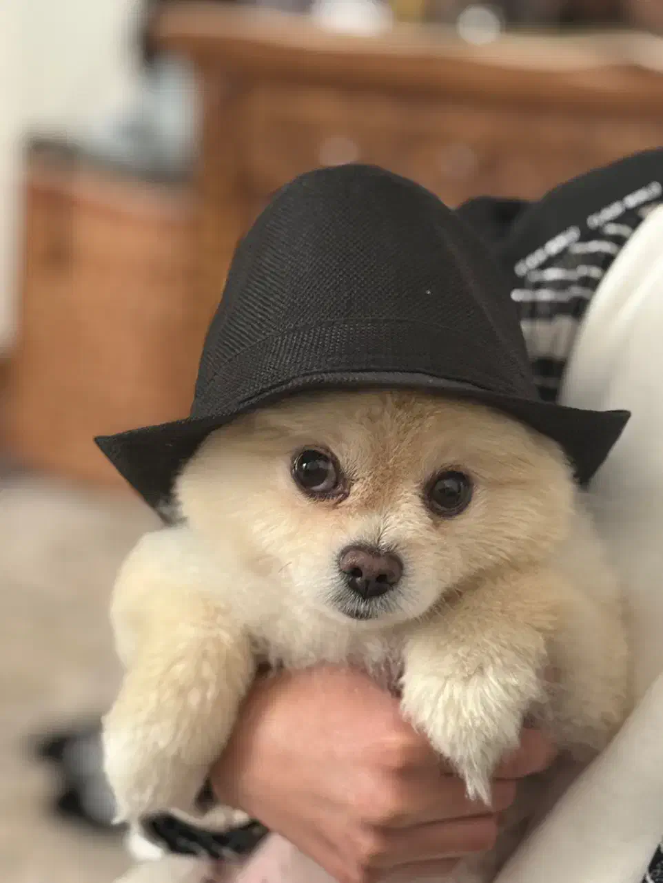 سگ خرسی نر|سگ|یزد, |دیوار