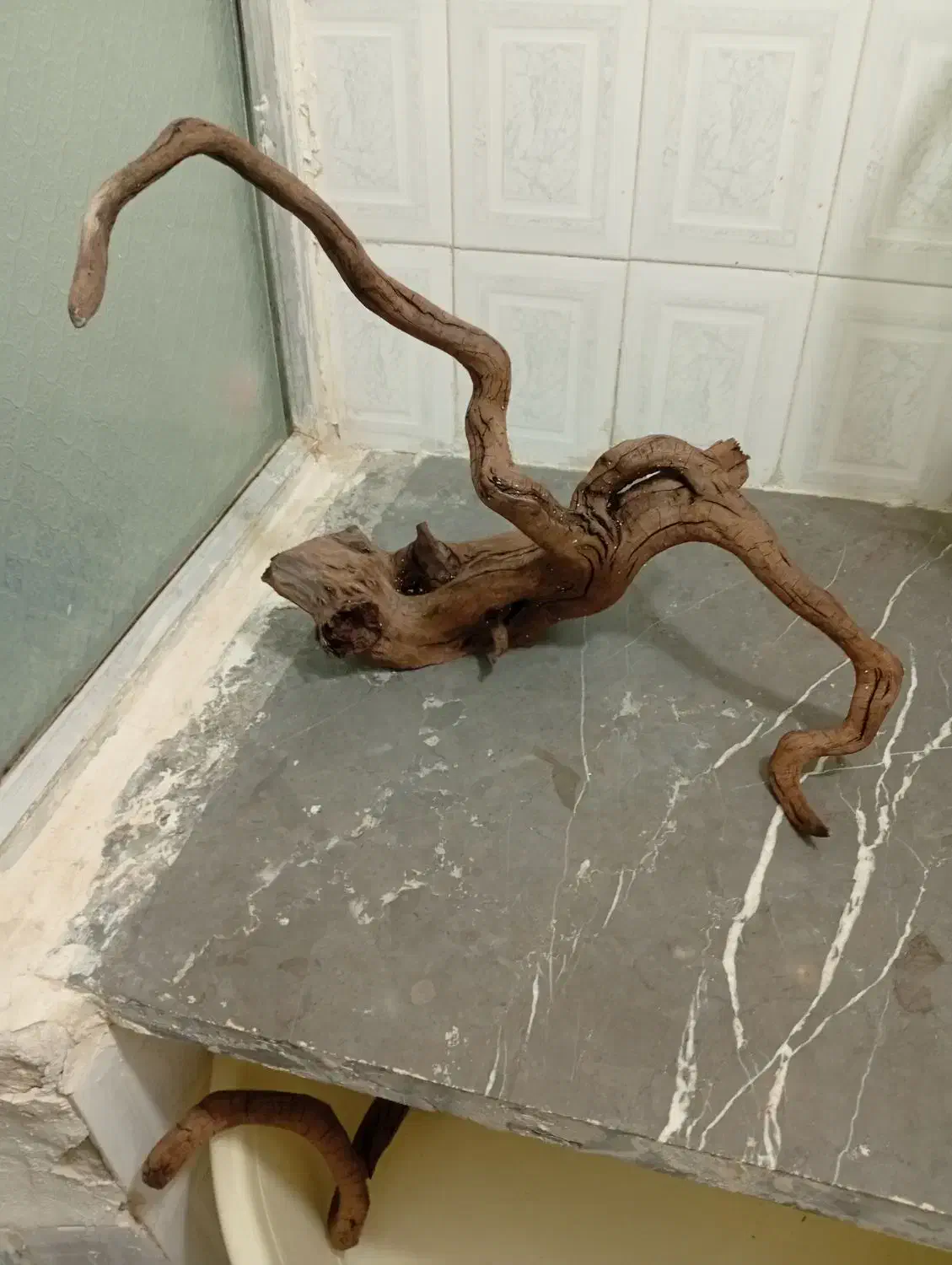 سرگرمی و فراقت|ماهی|شاهینشهر, گرگاب|دیوار