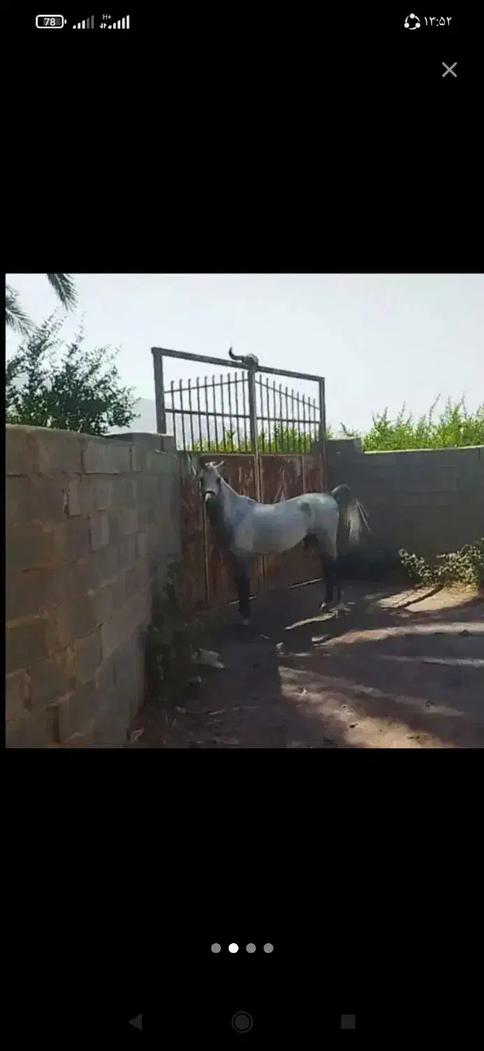 اسب نریان ومادیان|اسب و تجهیزات اسب‌سواری|کازرون, |دیوار