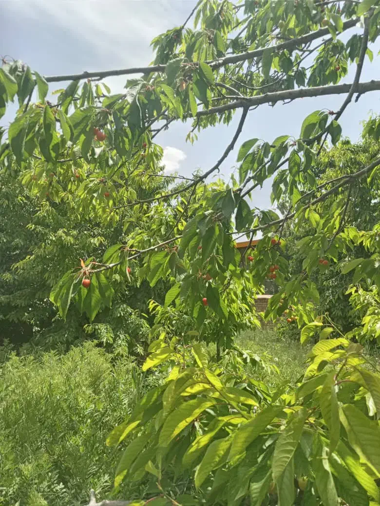 باغ میوه|فروش زمین و ملک کلنگی|خلجستان, |دیوار