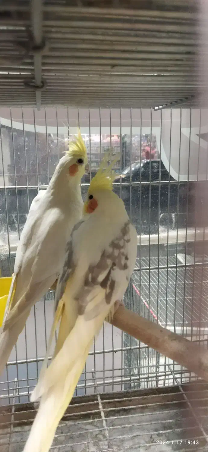 تخفیف ویژه انواع پرنده زینتی|پرنده|هشتگرد, هیو|دیوار