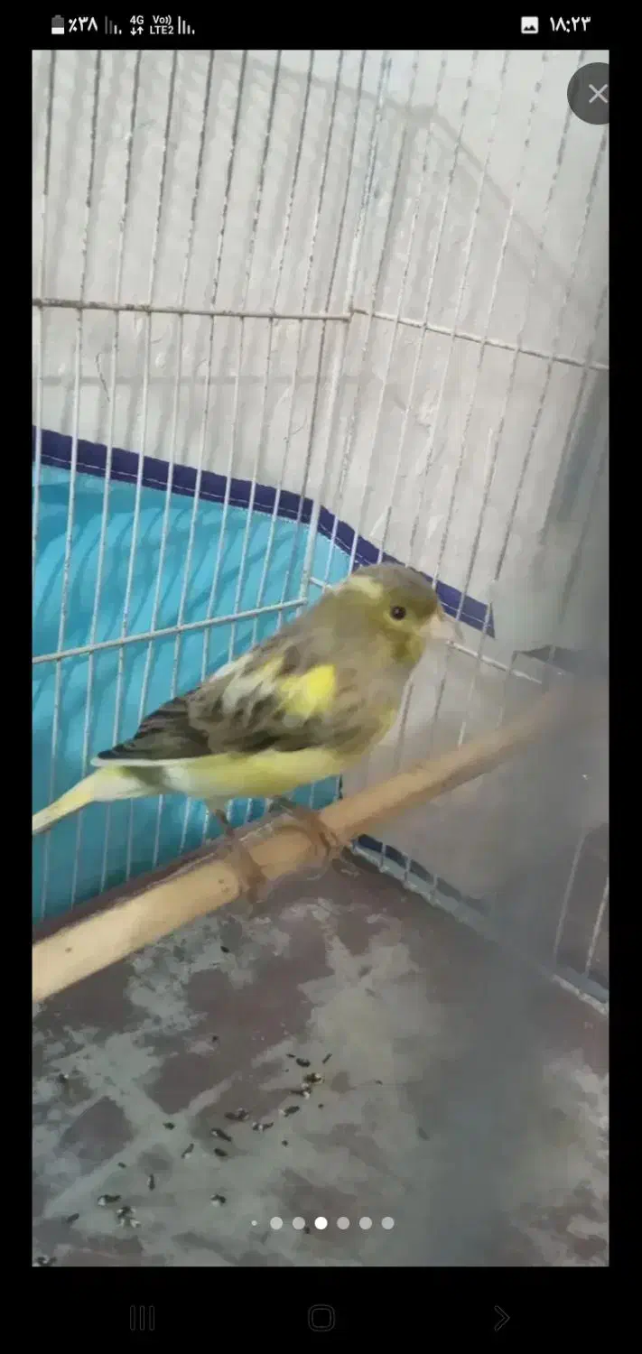 قناری سهره|پرنده|شیراز, میانرود|دیوار