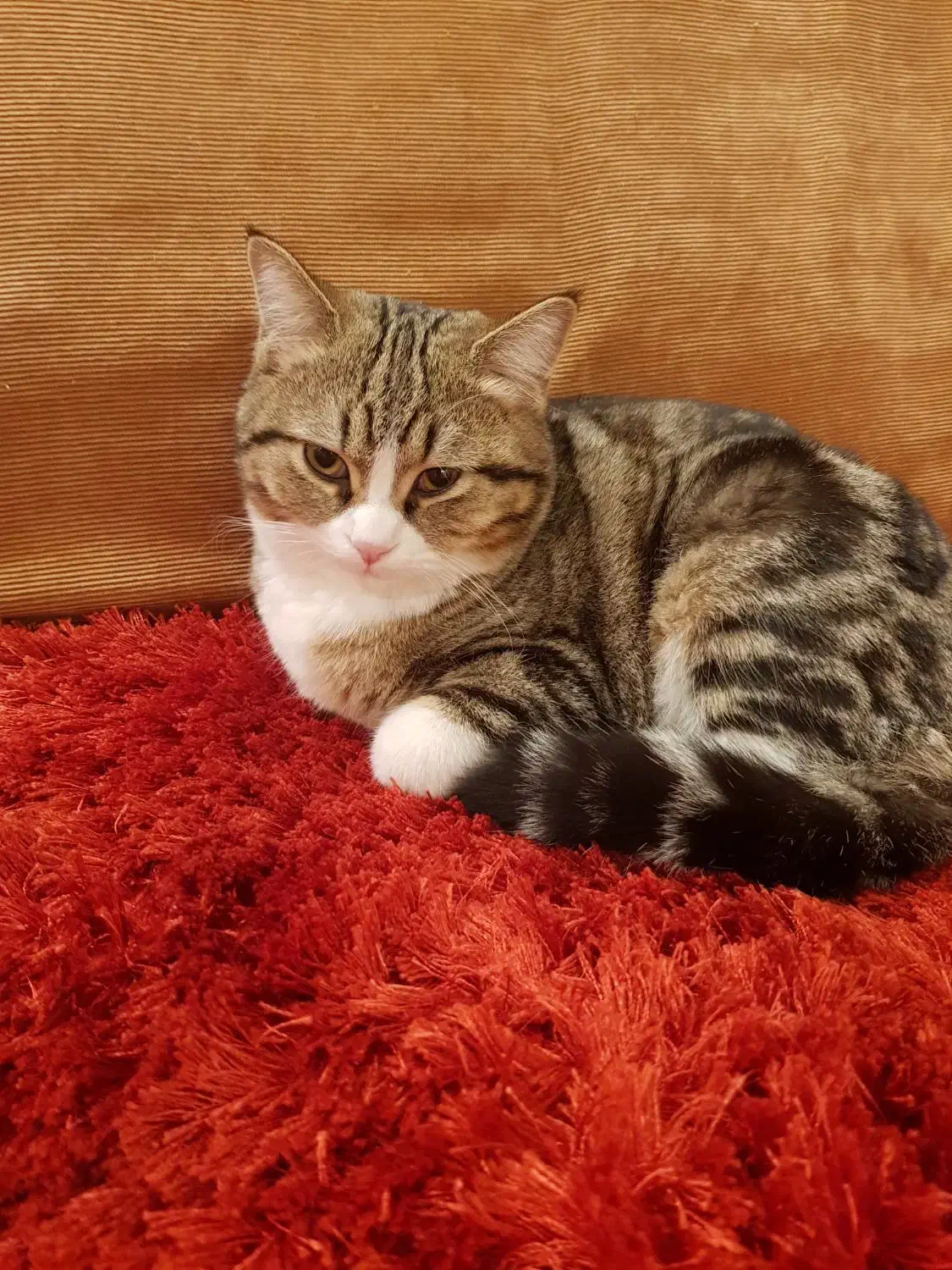 گربه بریتیش بلک گلد و تابی پا کوتاه نر ۴ ماهه|گربه|تهران, مشیریه|دیوار