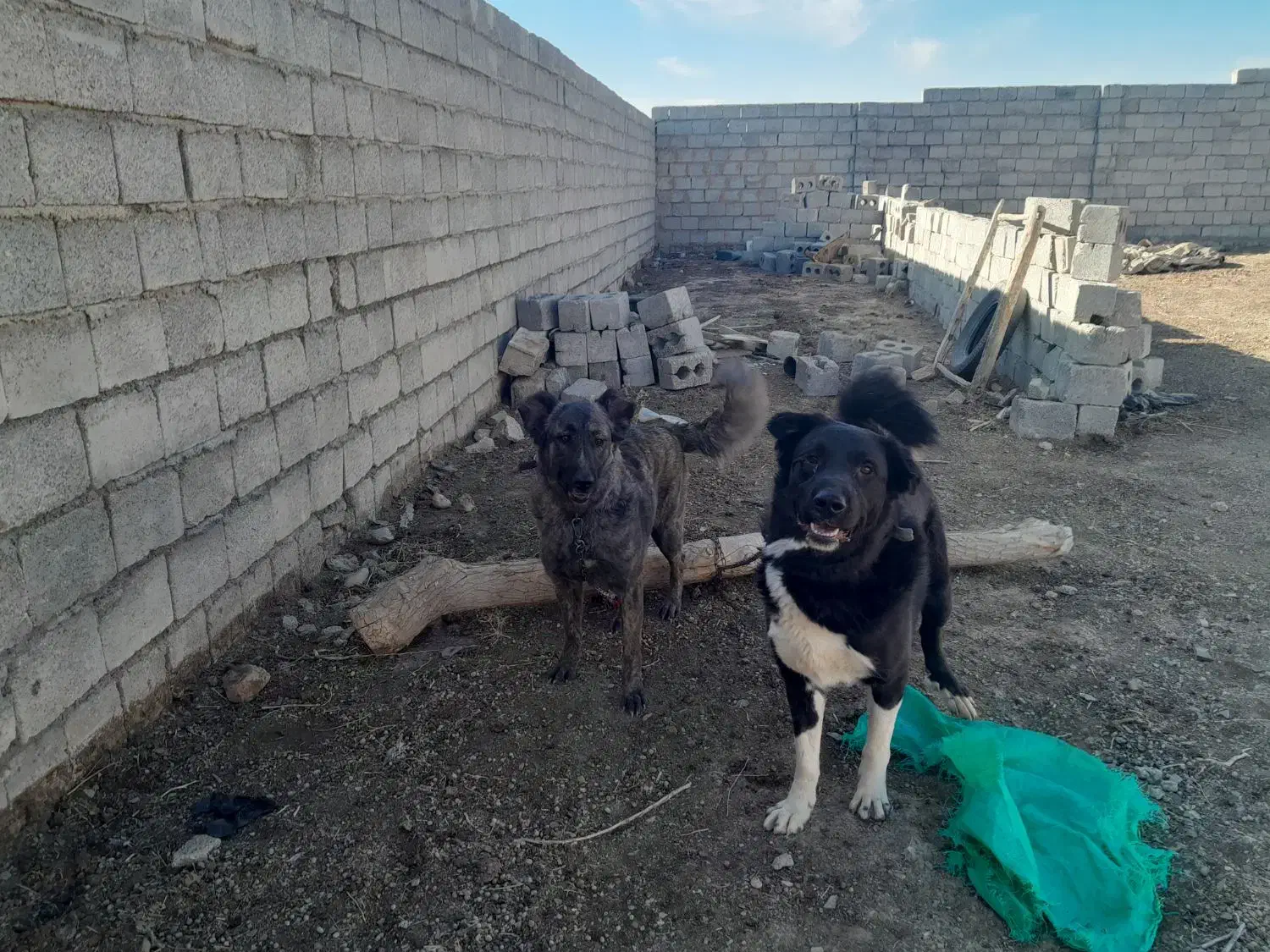 سگ نگهبان و نژاد دار|سگ|عسگران, |دیوار