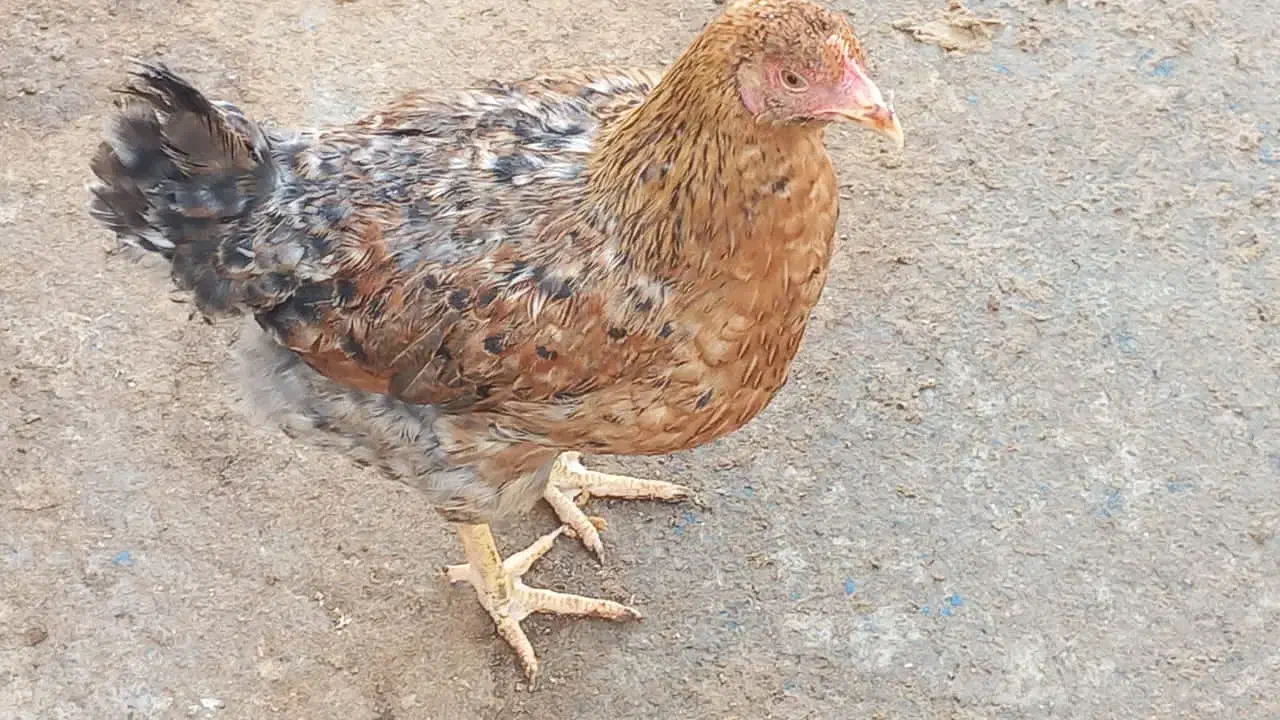 فروش جوجه مرغ و خروس نیمجه گلپایگان|حیوانات مزرعه|پیشوا, |دیوار