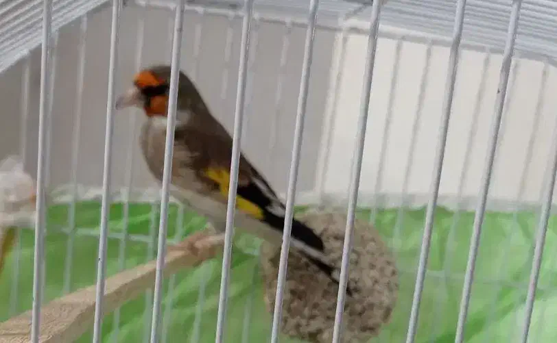 سهره|پرنده|مشهد, مقدم|دیوار