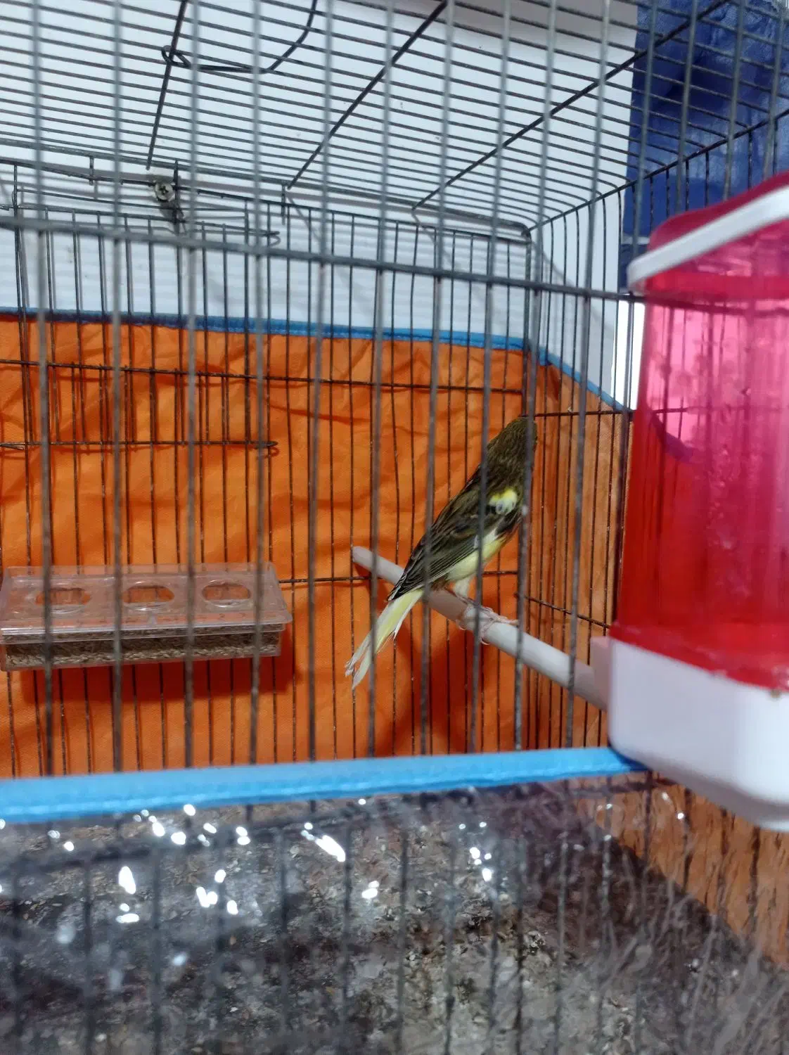 قناری قورولتی نر|پرنده|اردبیل, |دیوار