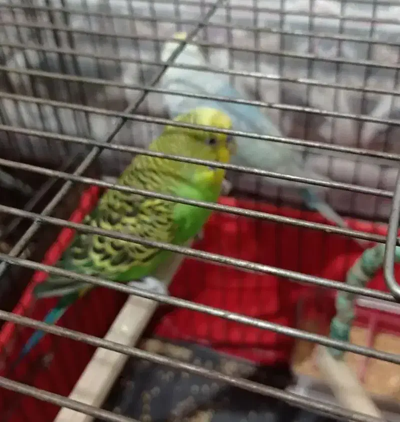 مرغ عشق مولد|پرنده|محمدشهر, محمدشهر|دیوار