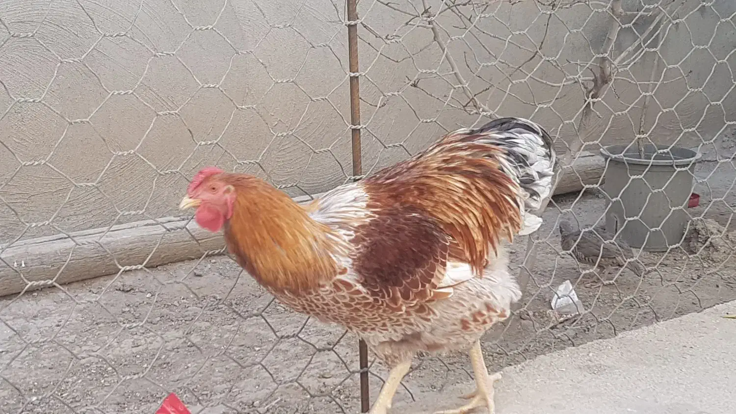 جوجه چهار ماهه پرورشی|پرنده|گیلان غرب, |دیوار