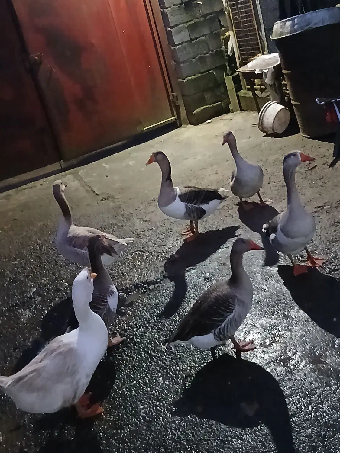 غاز|حیوانات مزرعه|آستارا, |دیوار