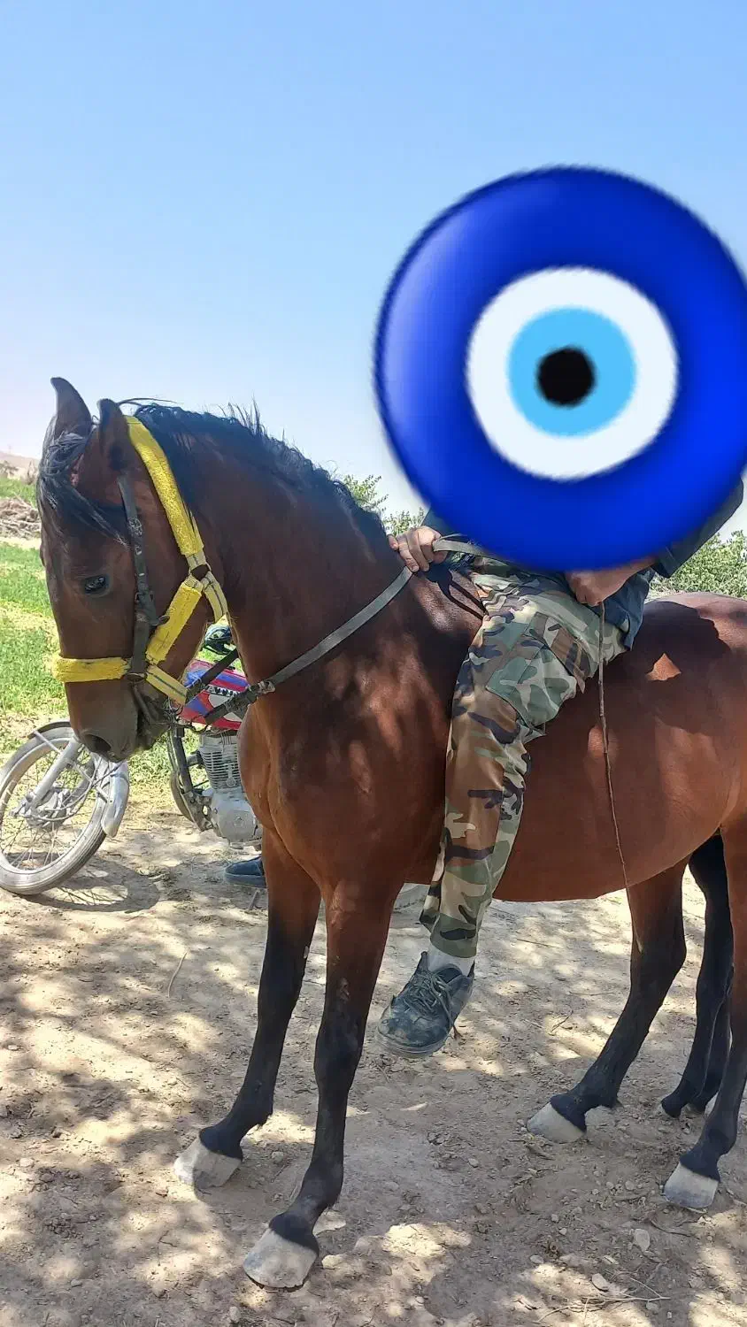 اسب مادیان|اسب و تجهیزات اسبسواری|سردرود, |دیوار