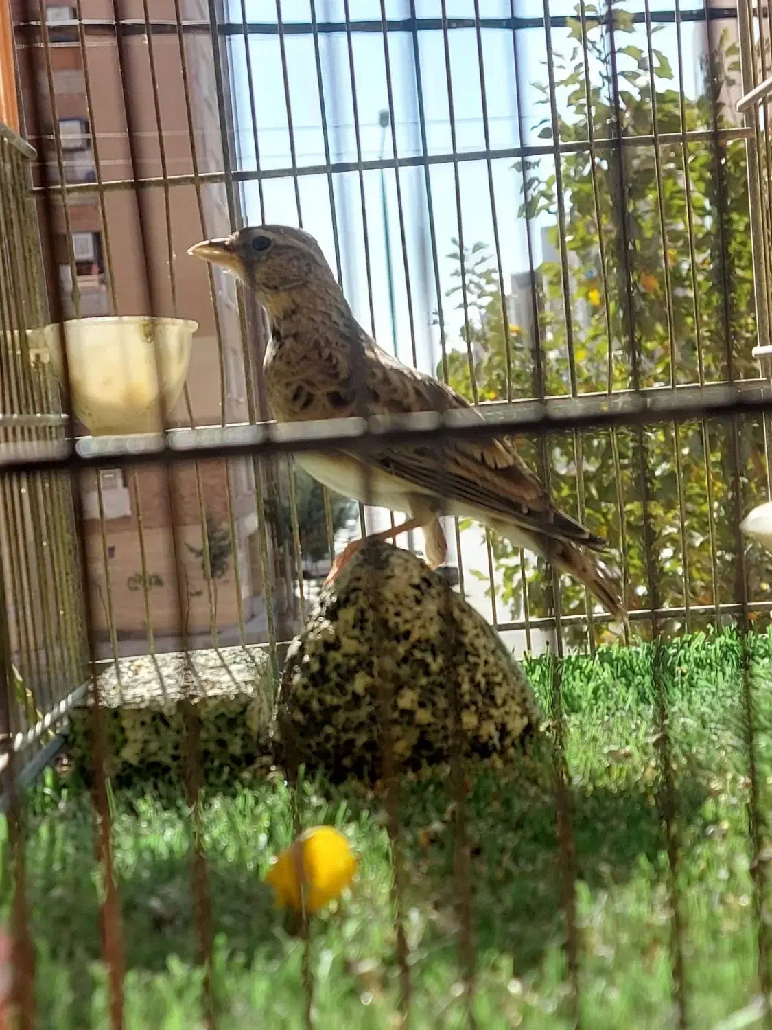 پرنده خوش آواز|پرنده|محمدیه-قزوین, |دیوار