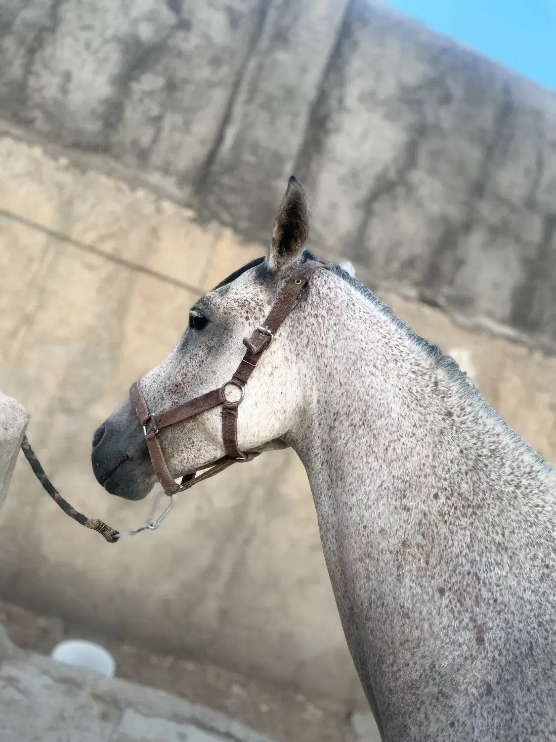 مادیون ابرش ۶ دنگ|اسب و تجهیزات اسب‌سواری|کاشان, استرک|دیوار