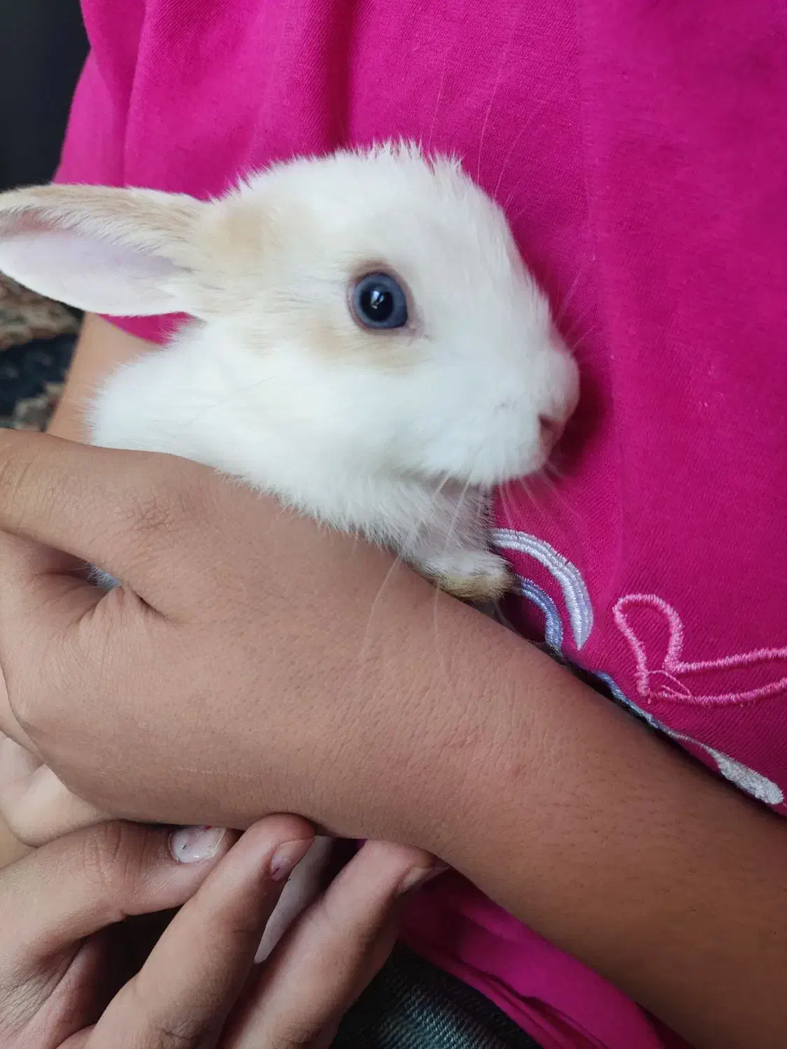 خرگوش|موش و خرگوش|مرودشت, فاز دوم شهرک فرهنگیان|دیوار