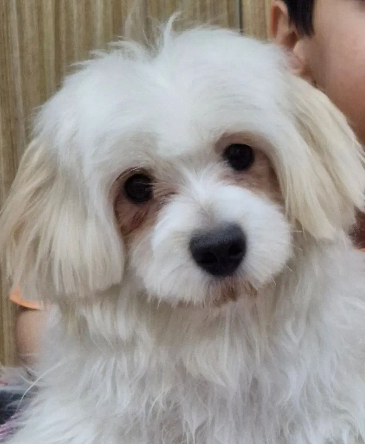 سگ شیتزو ۸ ماهه فقط ۶ میلیون تومان|سگ|قدس, شهر‌قدس|دیوار