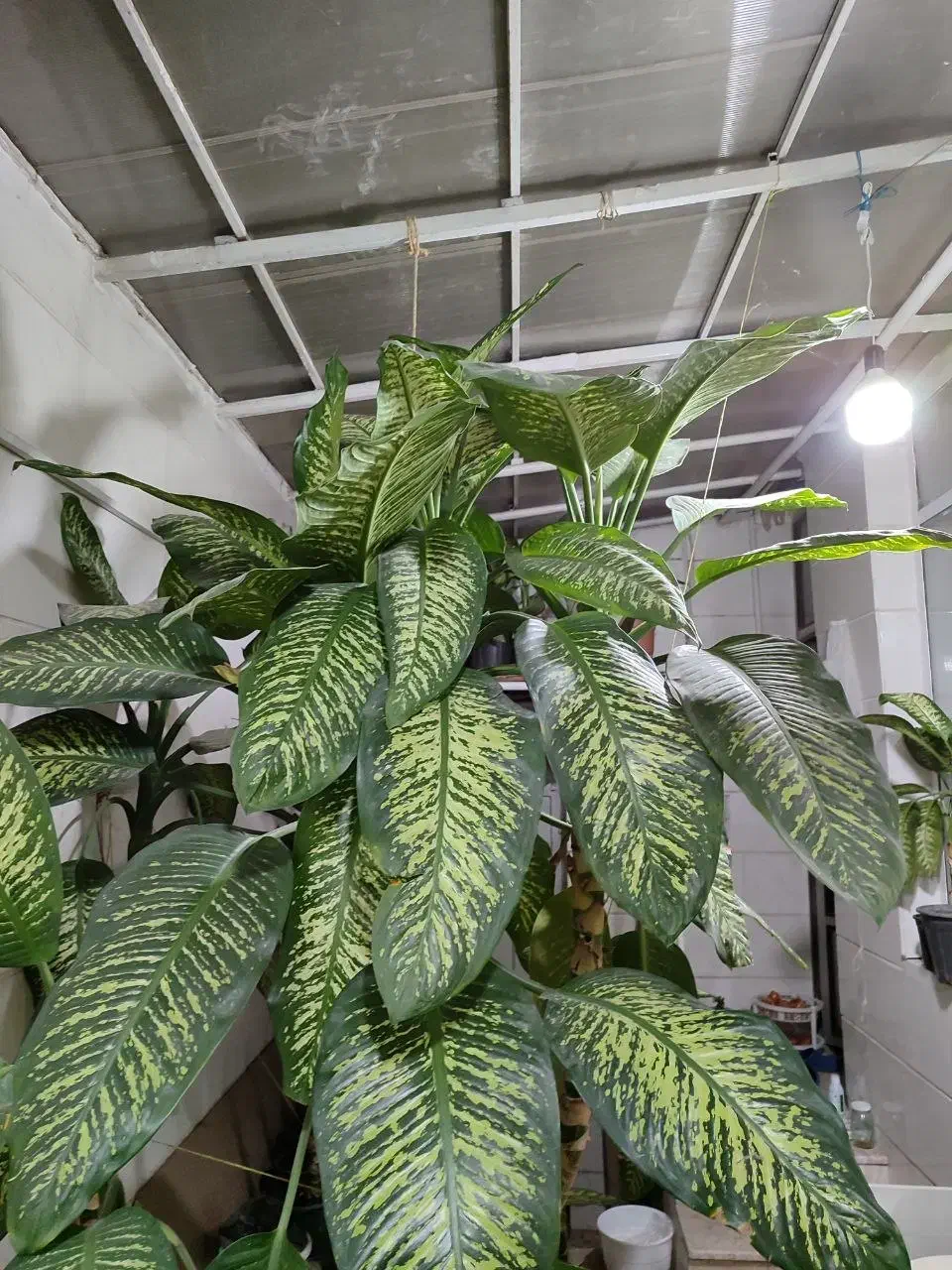 گل خاک|گل و گیاه طبیعی|مشهد, مشکینی (شهرک غرب)|دیوار