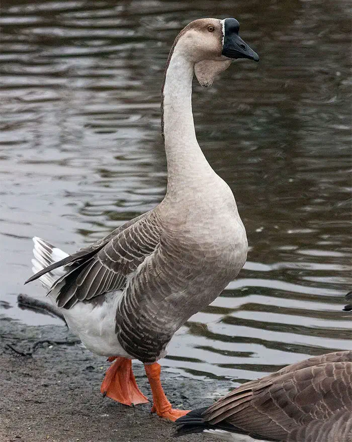 قو غاز 22عدد|حیوانات مزرعه|پارس‌آباد, |دیوار