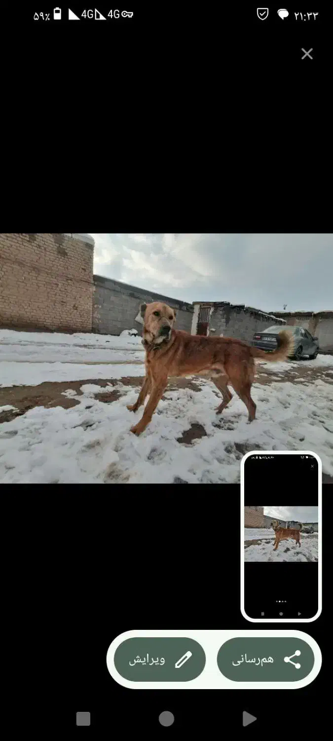 سگ نگهبان|سگ|آبکوه, |دیوار