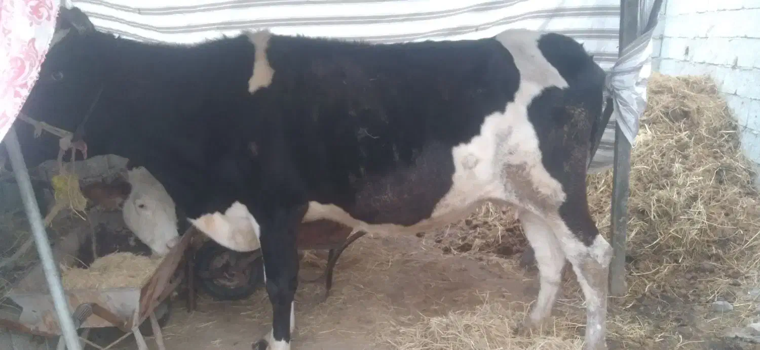 فروش فوقولاده|حیوانات مزرعه|تالش, طولارود|دیوار