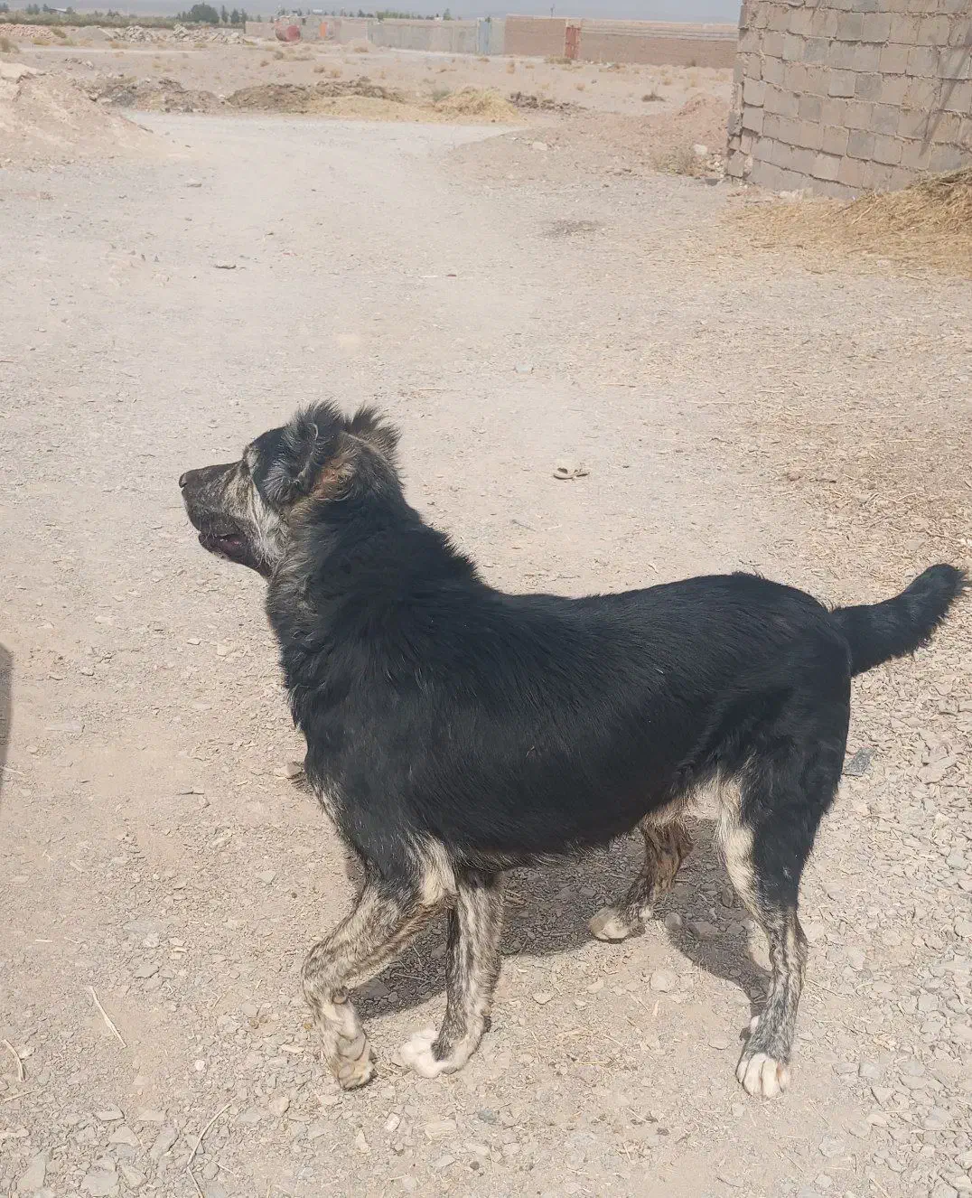 گمشده|سگ|درمیان, |دیوار