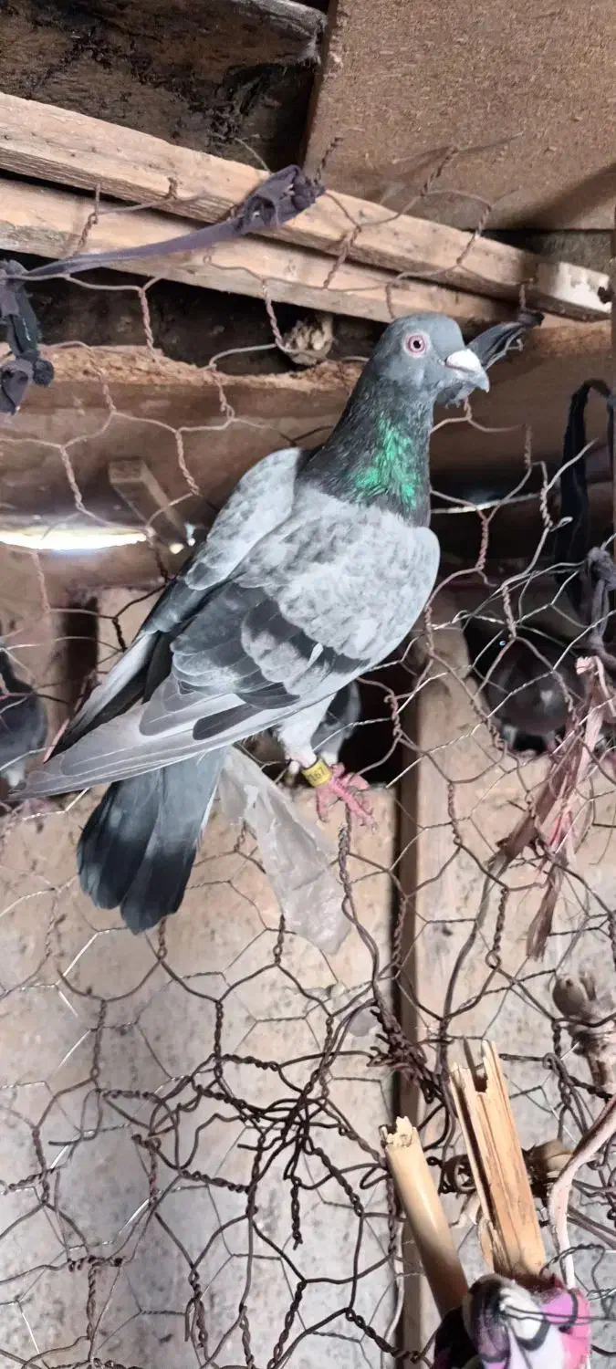 تهرانی وپلاکی معاوضه دارم باتوله سرابی یا پژدر نر|پرنده|آبدانان, |دیوار