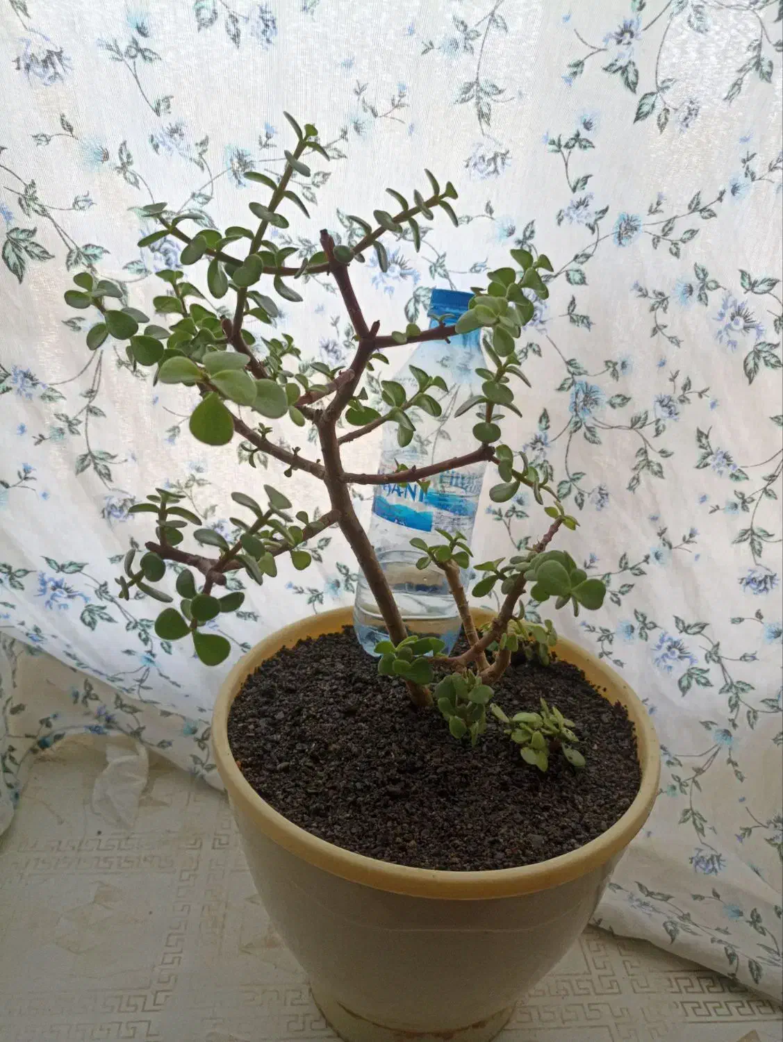 راهنمایی میکنم|گل و گیاه طبیعی|مشهد, حجاب (شهرک غرب)|دیوار