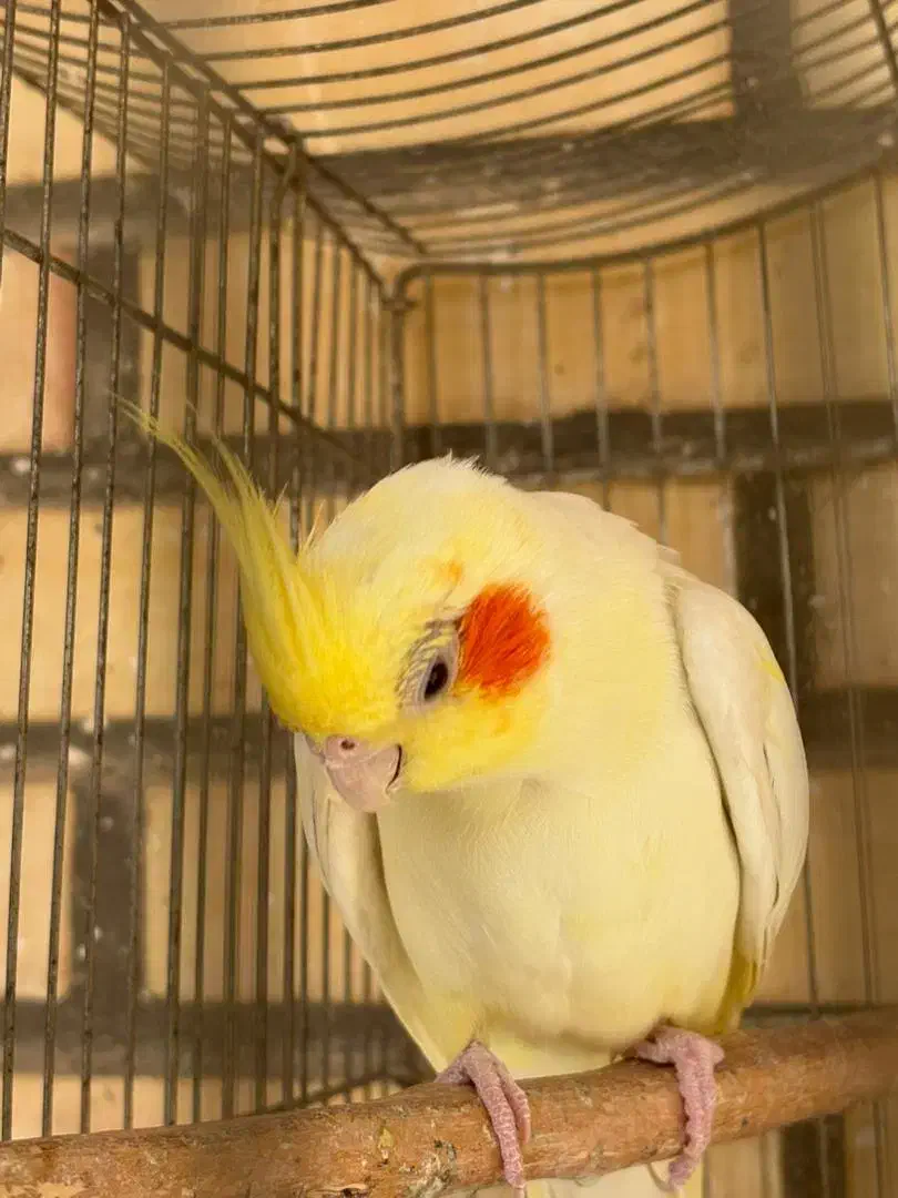 عروس هلندی نر لوتینیو|پرنده|شوشتر, |دیوار