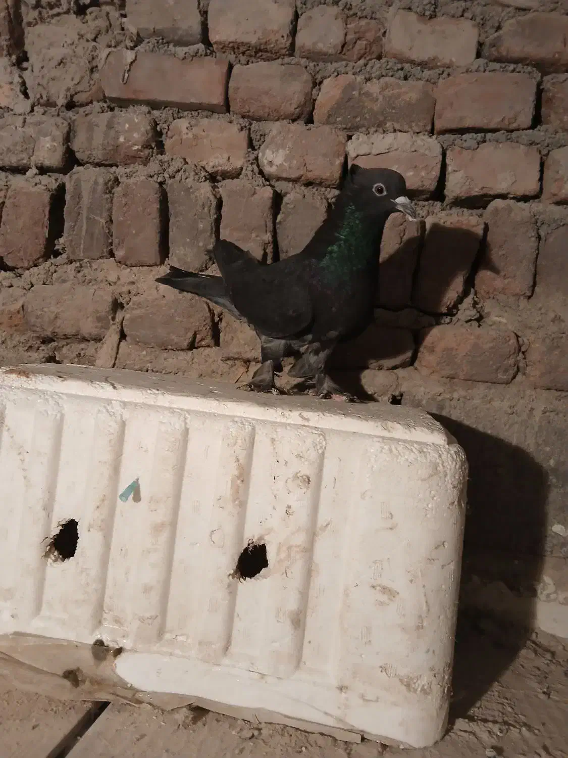 کبوتر|پرنده|اردبیل, |دیوار