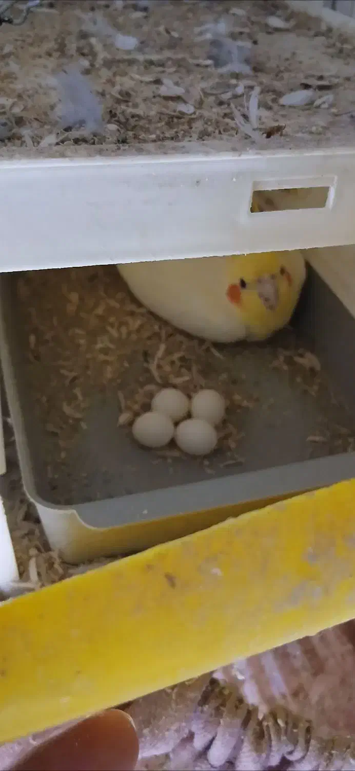 یه جفت عروس هلندی زعفرانی به شرط جوجه|پرنده|سبزوار, باهنر|دیوار