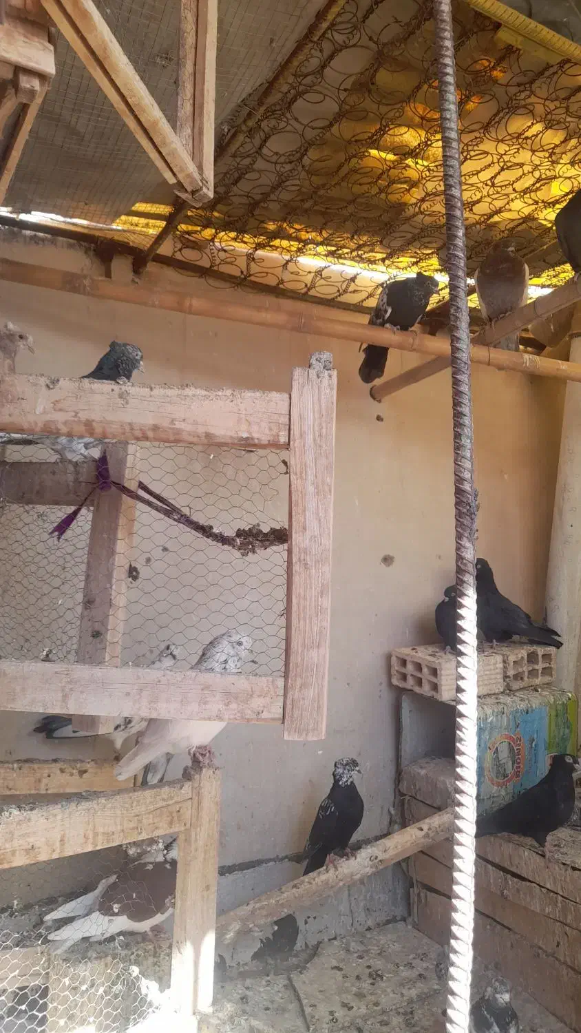 کبوتر|پرنده|شاهین‌شهر, شهرک گلدیس|دیوار