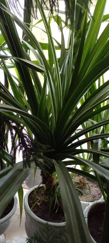 گل پاندانوس|گل و گیاه طبیعی|قدس, شهرقدس|دیوار