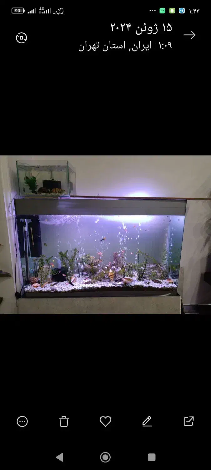 آکواریوم ۱۰۰/۴۰ در ارتفاع شصت|ماهی|رباط‌کریم, رباط‌کریم|دیوار