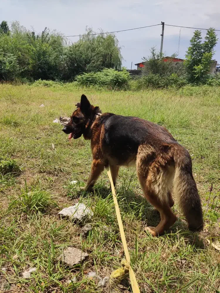 سگ ژرمن شپرد|سگ|قائم‌شهر, |دیوار