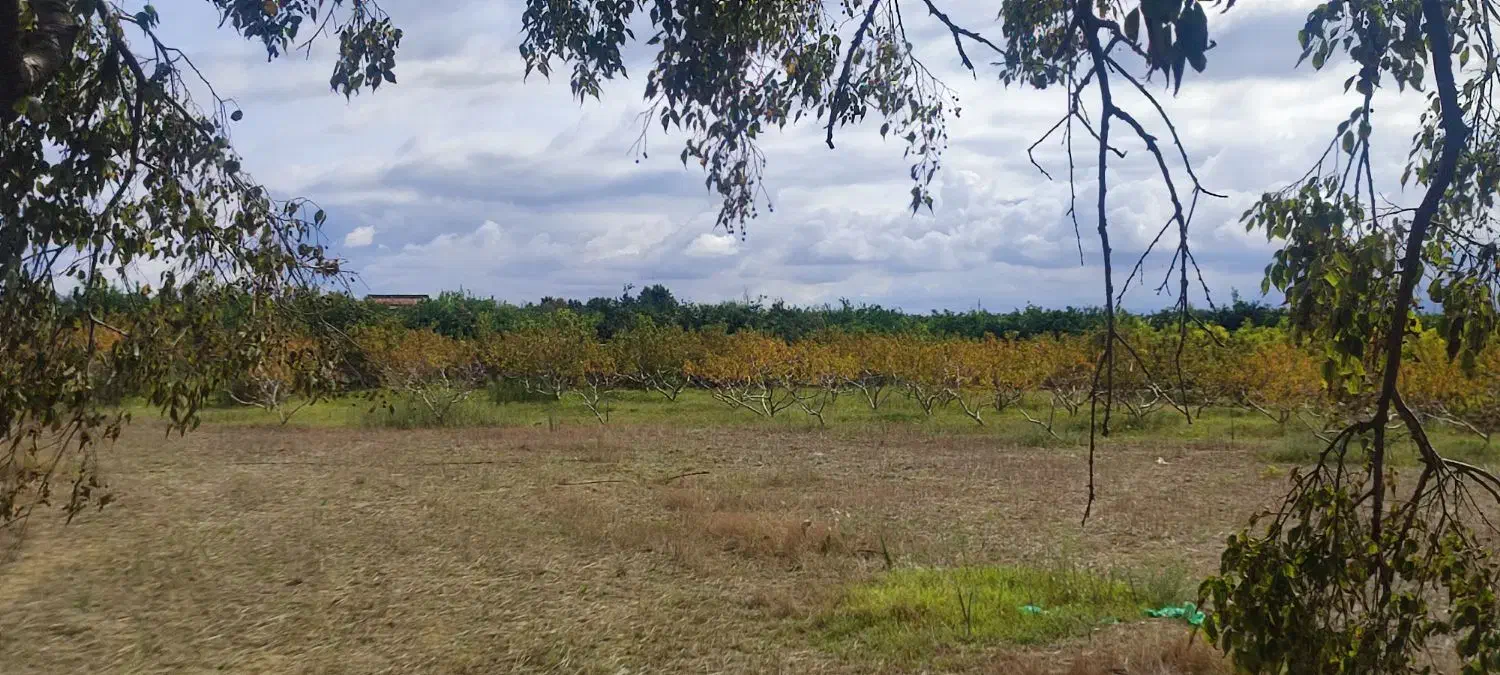 زمین باغ قابل معاوضه آپارتمان.خودرو ..|فروش زمین و ملک کلنگی|طبقده, |دیوار