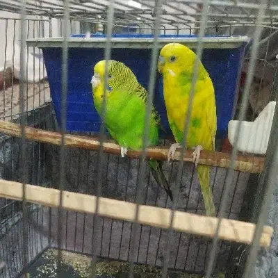 پرنده|پرنده|نسیم‌شهر, |دیوار