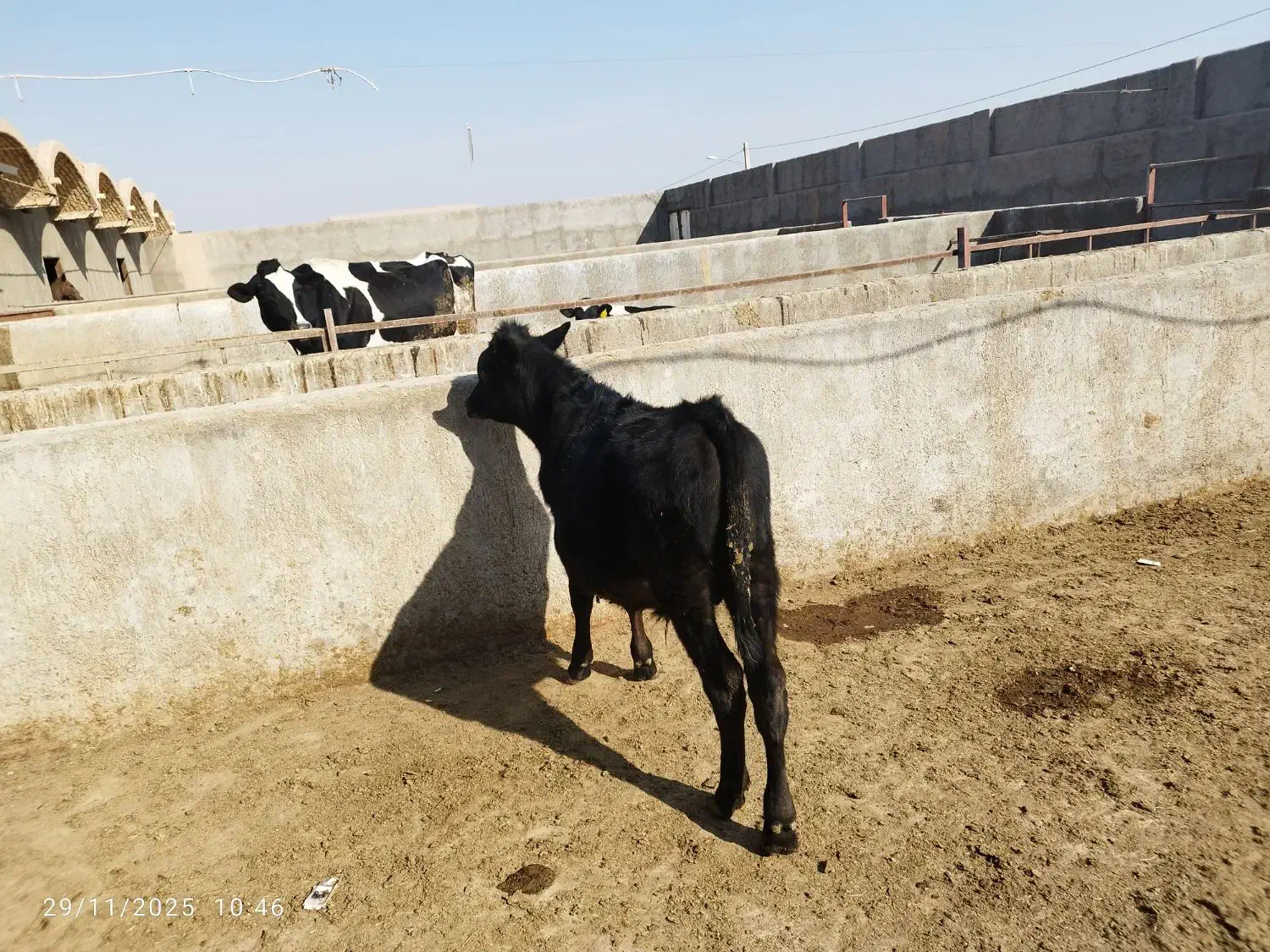 گوساله انگوس|حیوانات مزرعه|سلفچگان, |دیوار