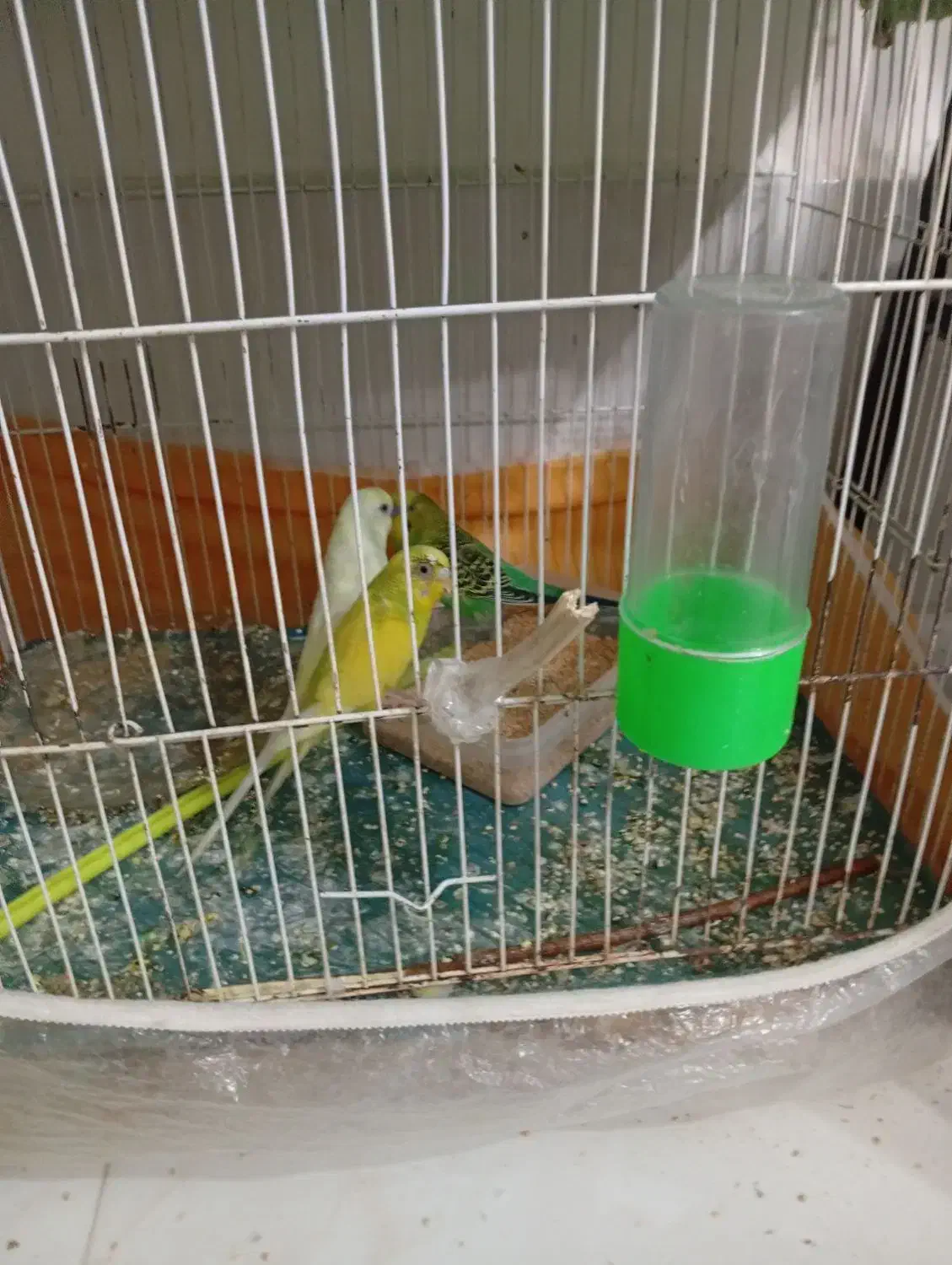 مرغ عشق|پرنده|مشهد, رستگار|دیوار