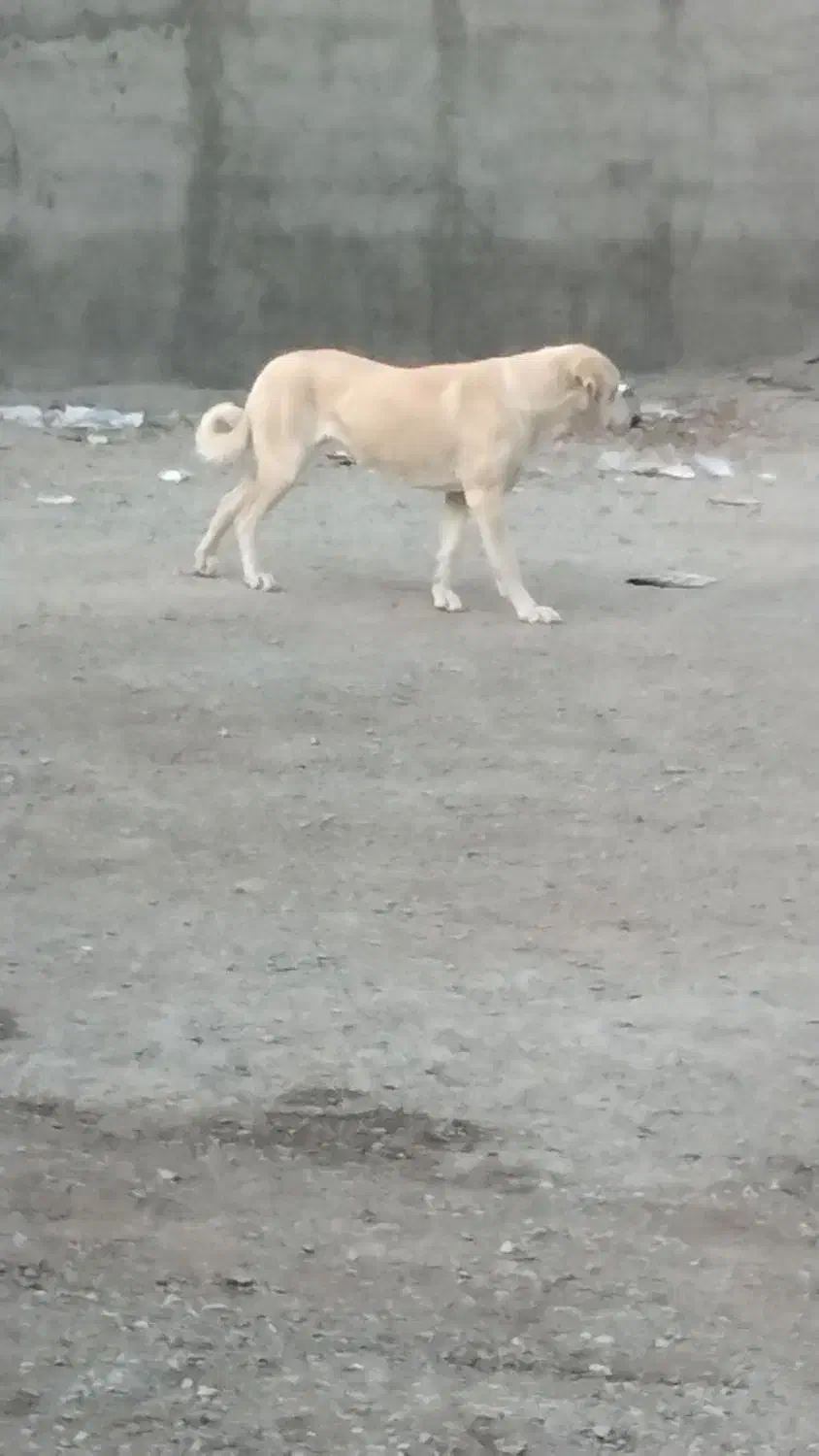 واگزاری سگ رایگان|سگ|ری, فیروزآبادی|دیوار