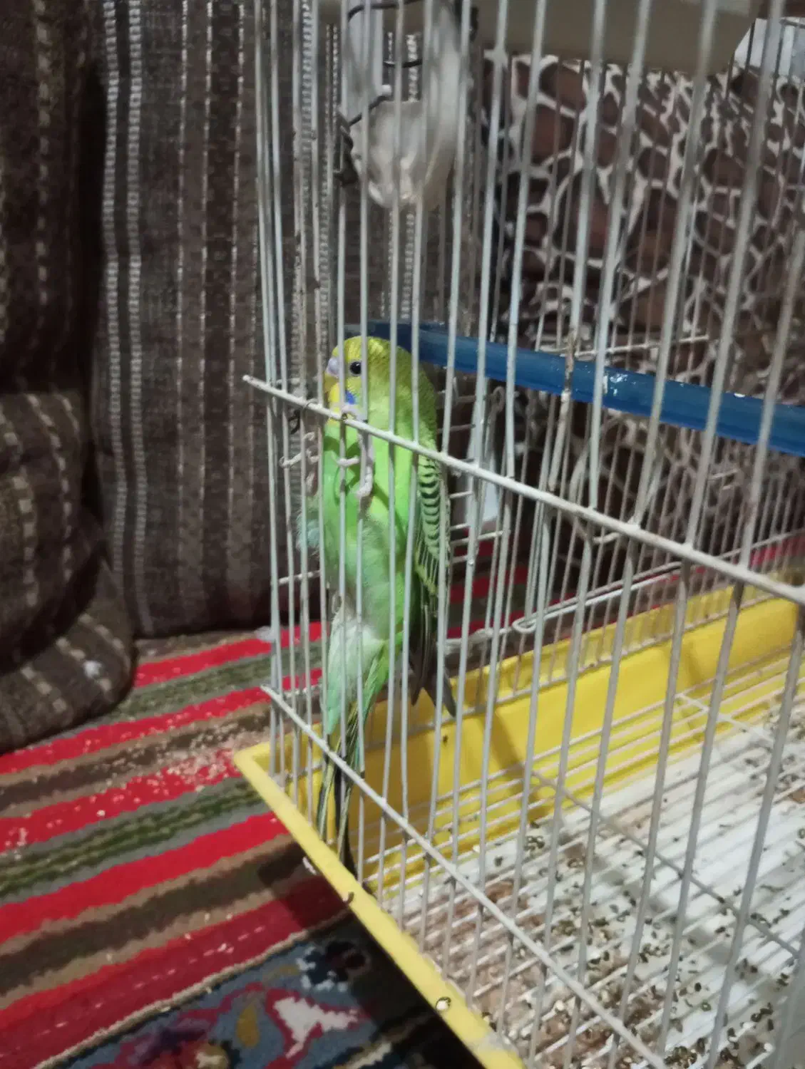 مرغ عشق|پرنده|تهران, هرندی|دیوار