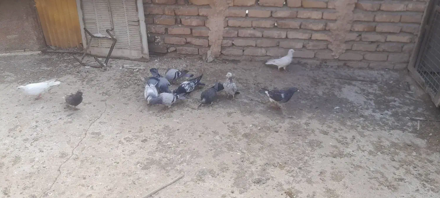 ۱۱ عدد جوجه|پرنده|تربت جام, حافظ|دیوار